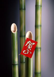 圣诞节日素材集锦 从传统装饰植物到新年工艺品模板